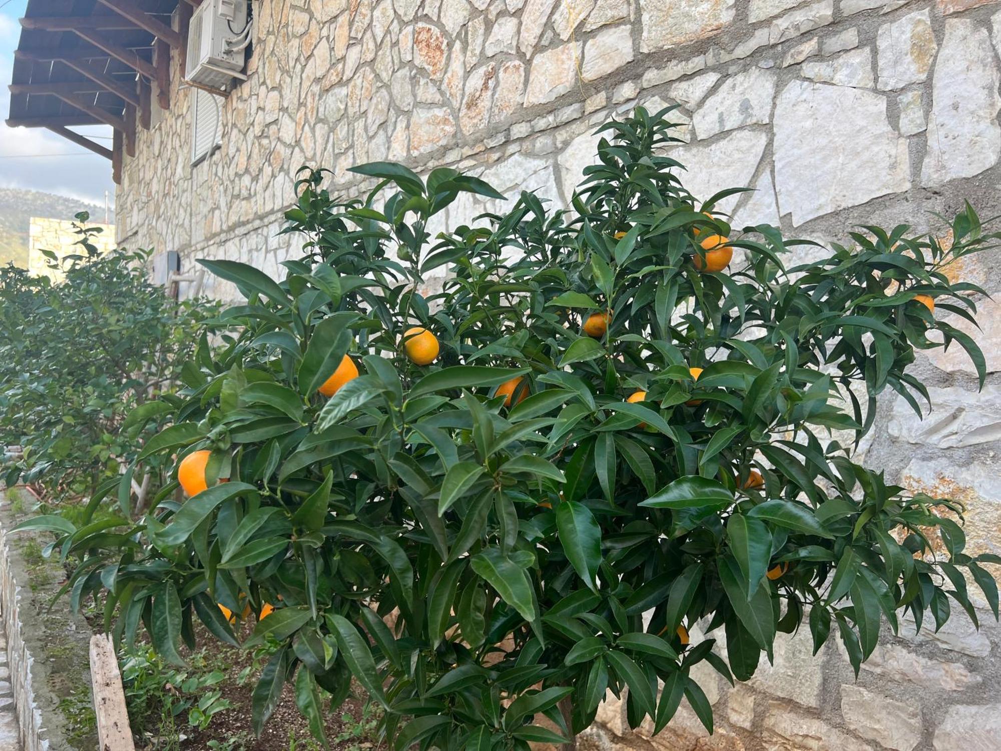 Jardin Miraculeux Hotel Himare Luaran gambar