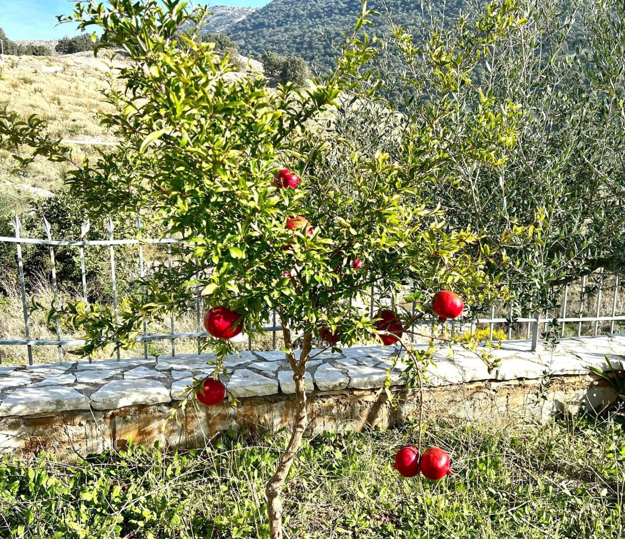 Jardin Miraculeux Hotel Himare Luaran gambar